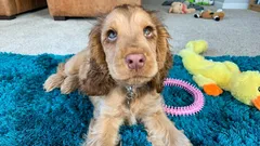 Estes cães serão sempre leais e carinhosos: um zoólogo revela 5 raças únicas